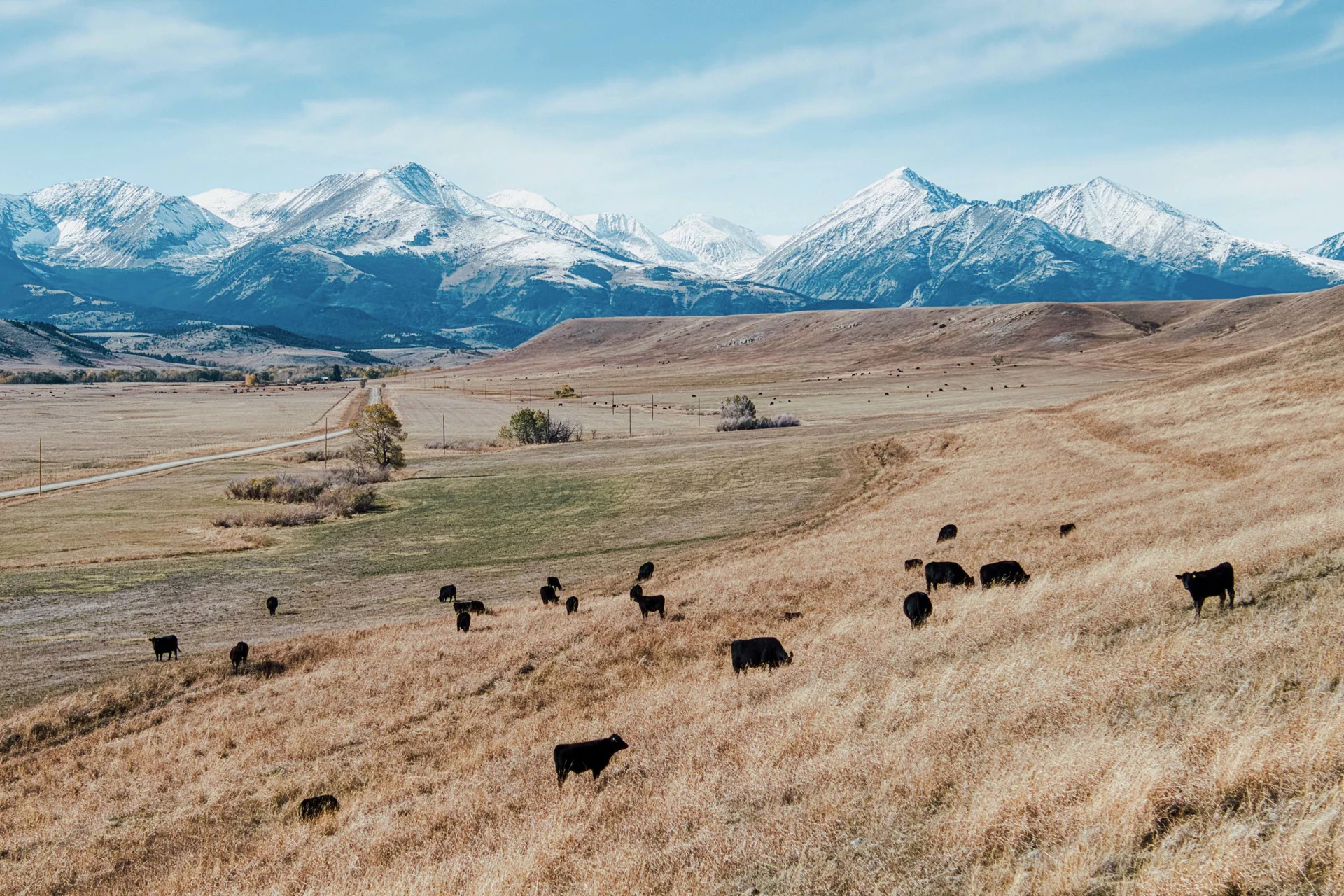 open field with cows grazing and snowy mountains in the background