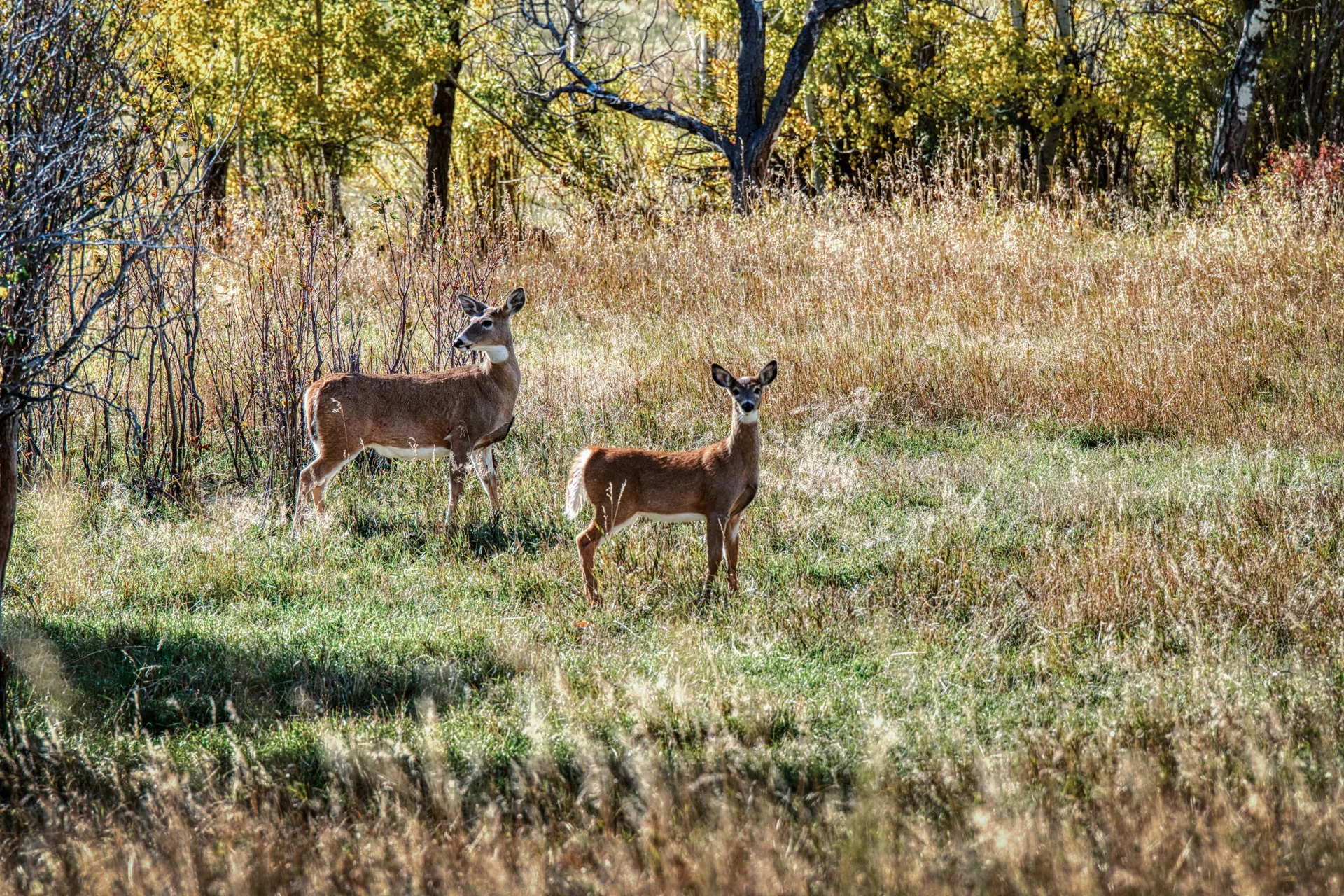2 deer in an open field