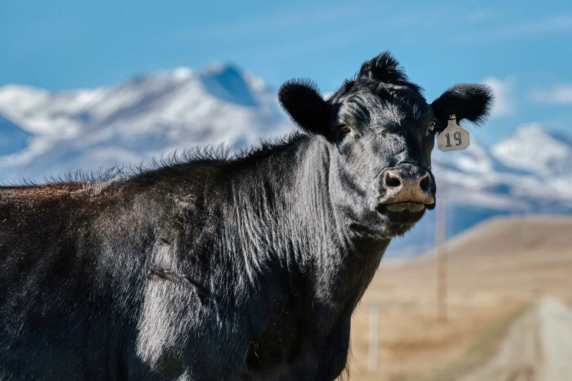 black cow looking into the camera with snow covered mountains in the background