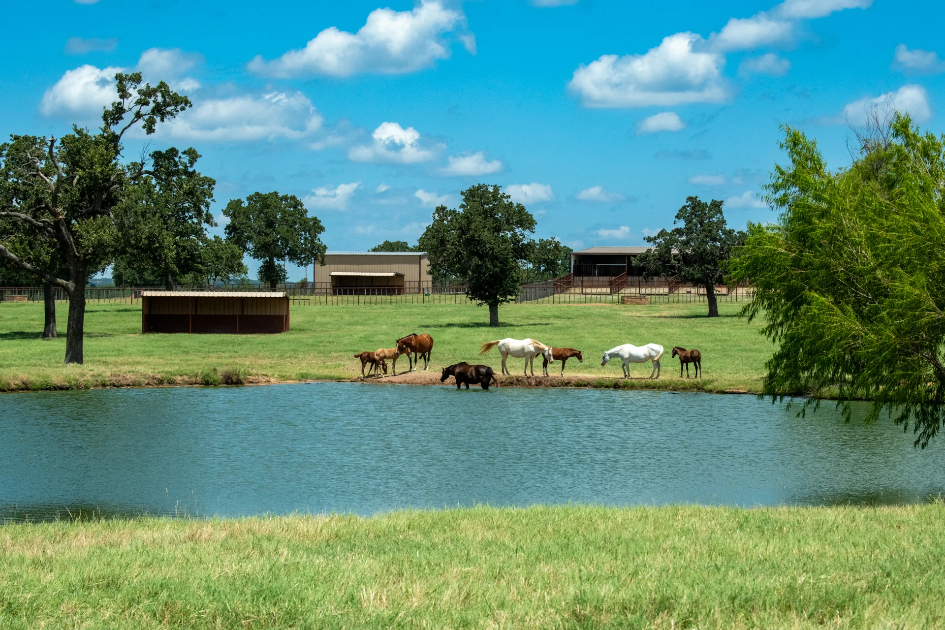 texas ranch animals by a pong under beautiful blue skies
