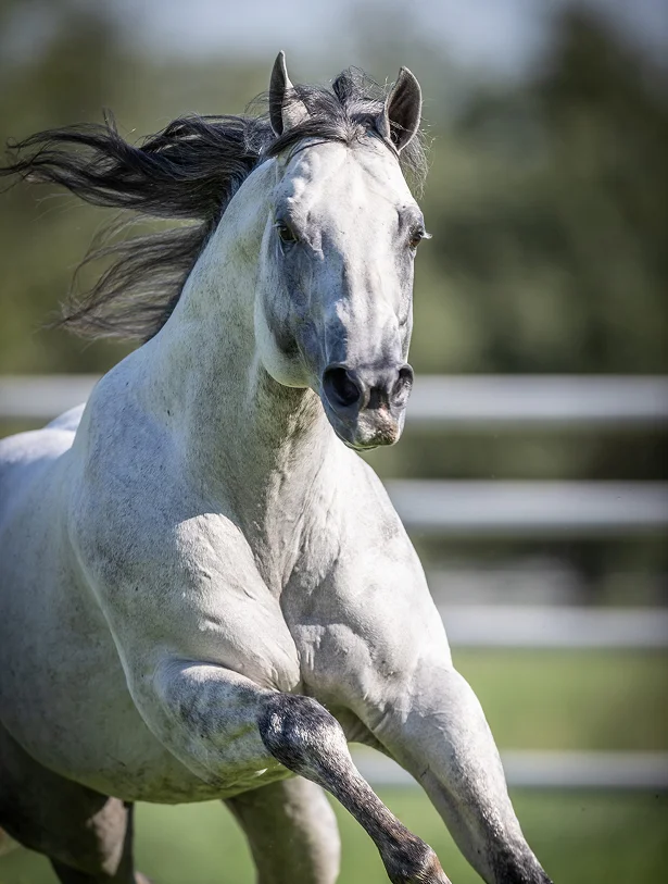 SEVS Judgement Day galloping