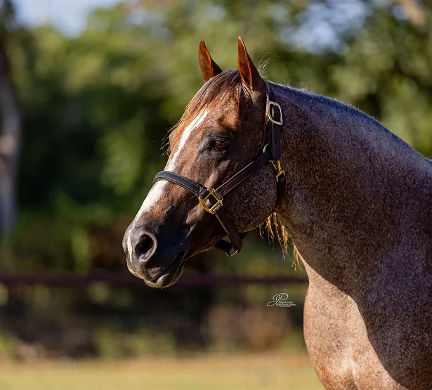 focused and close image of stevie rey von's profile