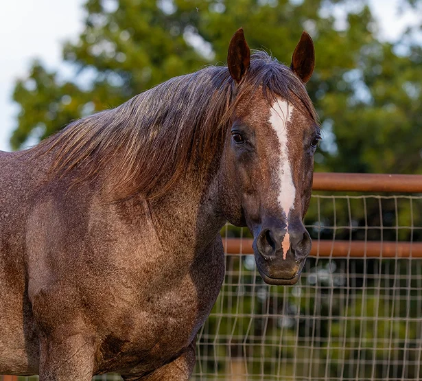stevie rey von looking into the camera with a fence in the background