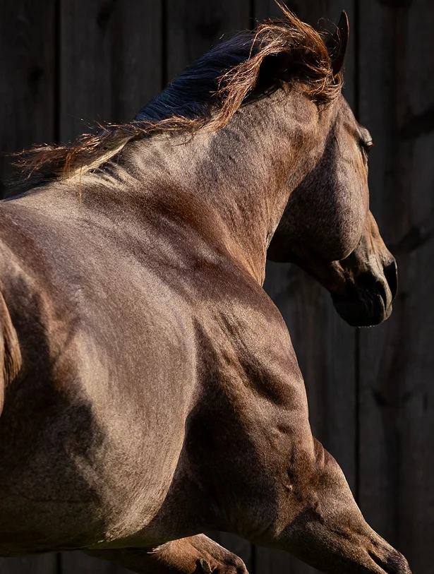stevie rey von galloping showing his strong side profile
